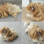 [동행세상] 환골탈퇴 방치된 삶을산 시<b>츄</b> 정읍이