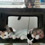 [고양이] 마지막이야기