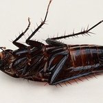 [EXO] 백퀴보다 백<b>충이</b>들이 더잘어울림
