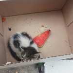 [새끼고양이] (+후기추가)버려진 새끼고양이를 주웠어요ㅠㅠ도와주세요