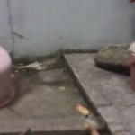 [고양이] 길고양이가 저희집을 점령했어요!