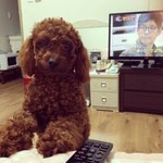[강아지] 사람같은 우리 천둥이를 소개해요!! 빠밤