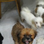 [동행세상] 미용 맡겨논 주인이 2년째 찾으러<b>오지</b> 않고있는 아이...