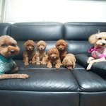 [강아지성장] 우리 <b>아지</b>들~ 이뻐서 올려용^^