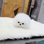 곰의 탈을 쓴 <b>멍뭉이</b>들