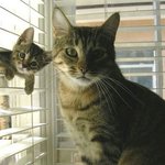 역시 피는 못 속이는 냥이 <b>패밀리</b>