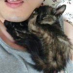[고양이] 입양완료(서울,인천,경기)차량 본네트에서 구사일생으로...