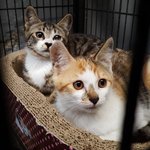 [고양이] (서울,인천,경기)우리는 늘 배고프다냥~식이와 신이의...