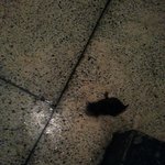 [댓글부탁해] 고양이 도오ㅓ주세요