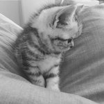 [고양이] <b>쩍벌</b> 고양이 ... 아깽이시절 부터