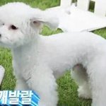 [EXO] 비비 양갈래 한 줄 알았네 캐<b>발랄</b>