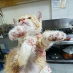 [고양이] 개냥이포