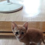 [고양이] <b>개냥</b>이포 두번째 이야기