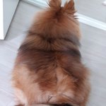 울집포<b>메</b>는 이러고있어요