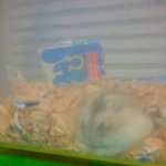 우리집햄스터 보고가세용