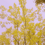 [댓글부탁해] 다들 자기 인생노래 적고가!!!