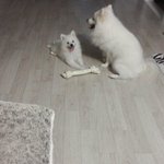 [강아지] 볼리<b>아리</b> 사진 몇장 더가져왔어요~ㅎ