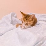 [고양이] 비오는날 데려온 길냥이-5 (마지막 이야기ㅜㅜ)