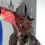 [댓글부탁해] 순살치킨은 브라질산 <b>싸움닭</b>??? ㅌㄹ?