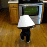 [공판] 얘들아 나한테서 찍신 기 받아가+꿀팁