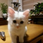 이름도 모르는 <b>미미</b>