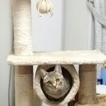 [건빵이] 건빵 3개와 버려진 아기고양이 6편