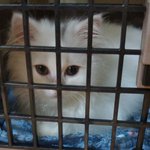 [고양이] 어제 새벽 5시에 있었던 일....