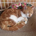 사설보호소에서 죽을날만 기다렸던 고양이 리치 <b>임보</b>,입양처를 찾습니다.