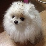 옥상가서 머리에 똥묻히고 온 <b>포메</b> 건빵이