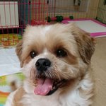 [<b>동행</b>세상] 환골탈태 떠돌이견처럼 방치된 삶을 산 정읍이.