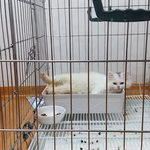 [고양이] 어제 새벽 5시에 있었던 일 2탄