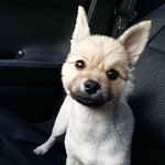 [동행세상] 대소변을 가리지 못한다는 이유로 2번이나 버려진 <b>칸쵸</b>.