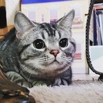 [고양이] 인생역전 구구이야기