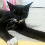 [고양이] 대구지역 고양이 책임분양 받으실분 찾아요 ㅠㅠ