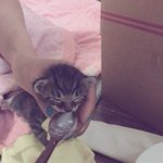 [새끼고양이] 아깽이들 태어난지 16일째