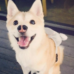 [댓글부탁해] 애견훈련소보냈더니 얼굴반이 괴사 찢어짐