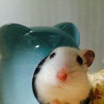 키우던 햄스터가 무지개다리건넜어ㅠ