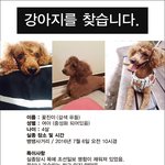 [도와주세요] 갈색푸들/여아/꽃<b>진이</b>를 찾습니다.