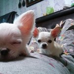 [강아지] 치와와 <b>코코</b>몽입니다!