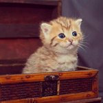 [EXO] 나는 <b>이만</b> 못봤던 세훈이 븨앱 보러간다