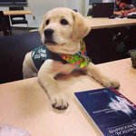 귀여운 반려견들의 첫 <b>출근날</b>