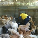 [동행세상] <b>성대</b>수술까지한채 버려진 애린이