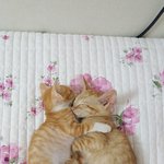 부산 <b>서구</b> 길냥이 새끼 구조 키우실분 없나요?