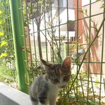 아침부터 서럽게 우는 새끼고양이