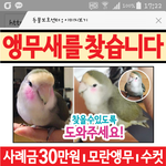 도봉구 방학동 <b>모란</b>앵무를 잃어버렷습니다..