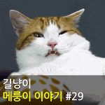 [메룽이<b>집사</b>] 길냥이 메룽이 이야기 #29