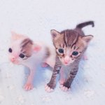 [새끼고양이] 아깽이들 태어난지 20일째:)