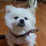 울코난