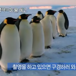 [댓글부탁해] <b>펭귄</b>들 개졸귀지않냐