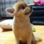 야한글 더올리면 우리집 강아지..<b>맴매</b>한다